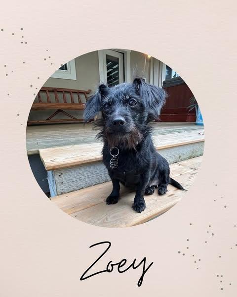 ZOEY, an adoptable Terrier in Coquitlam, BC, V3E 0A5 | Photo Image 1