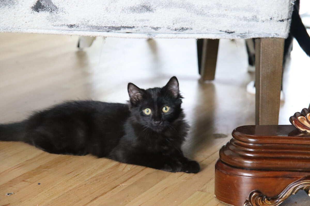 Carolina Reeper, ADOPTABLE, Kitten Female Domestic Medium Hair.
