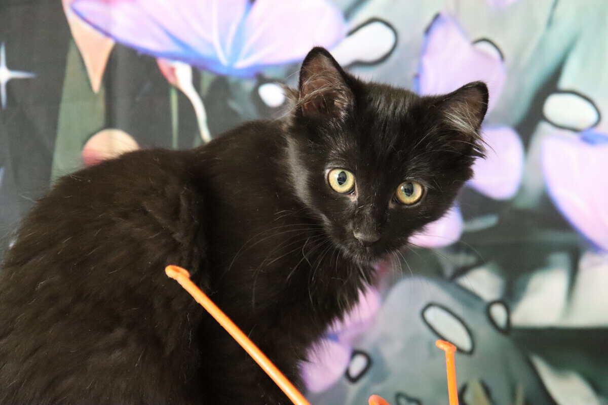 Carolina Reeper, a ADOPTABLE Domestic Medium Hair in Calgary, AB image 2/2