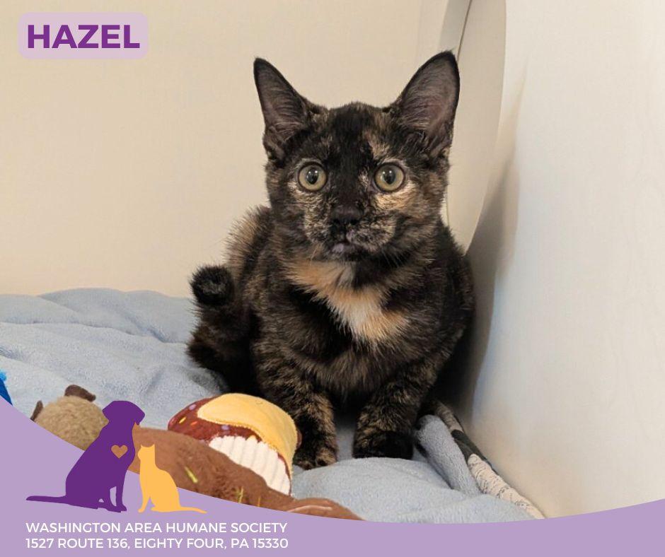 Enlarge Hazel, a Adoptable mixed breed in Eighty Four, PA image 1/1