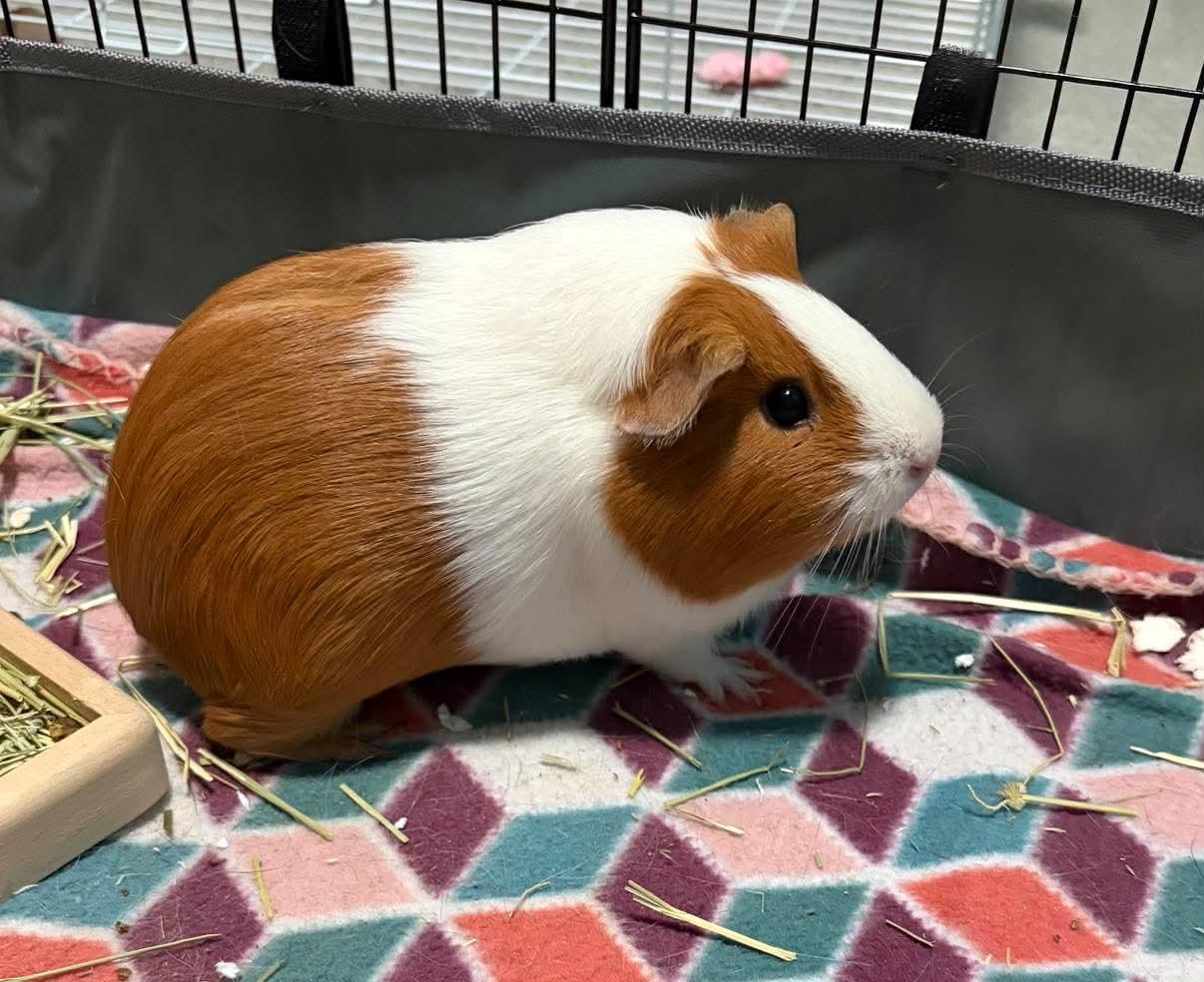 Lea and Eva, a Adoptable Guinea Pig in Tonawanda, NY image 1/3