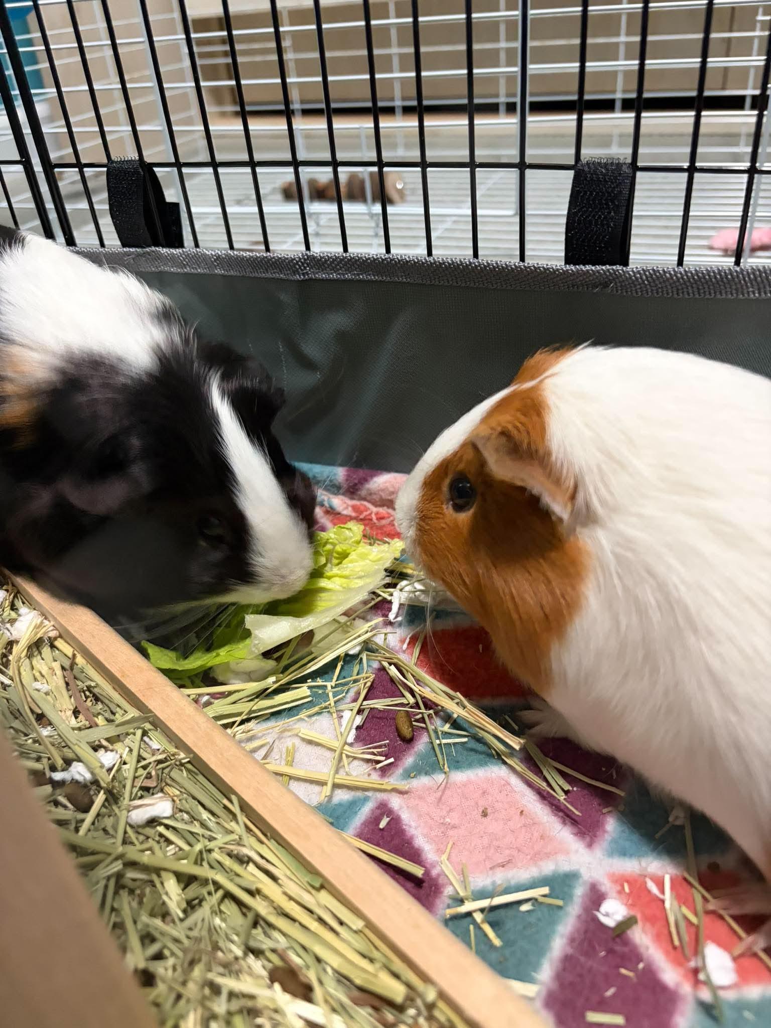 Lea and Eva, a Adoptable Guinea Pig in Tonawanda, NY image 2/3
