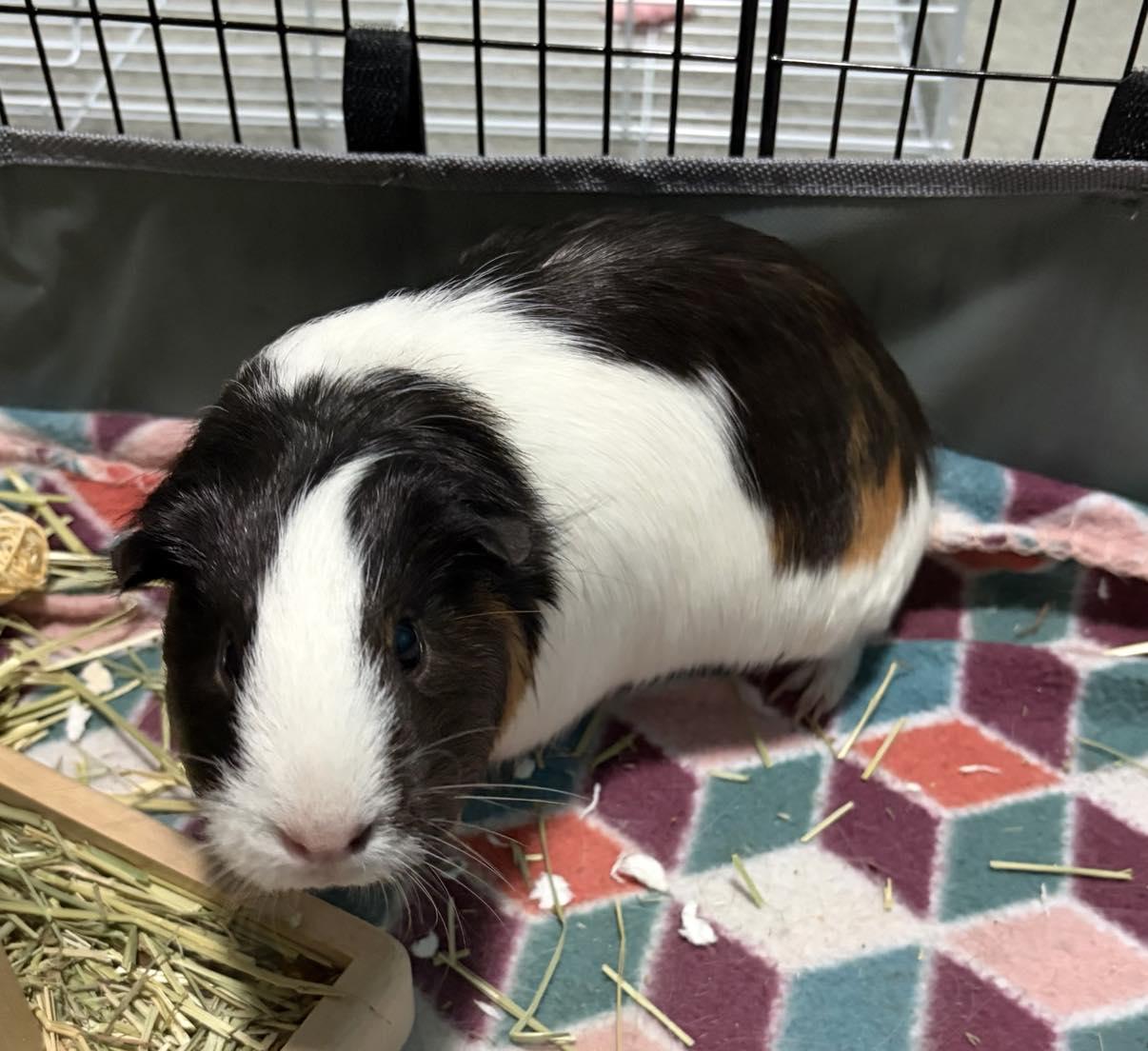 Lea and Eva, a Adoptable Guinea Pig in Tonawanda, NY image 3/3
