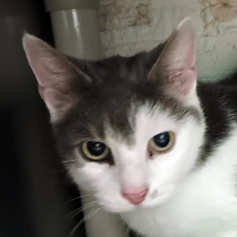 Fili, a Adoptable mixed breed in Olean, NY image 1/3