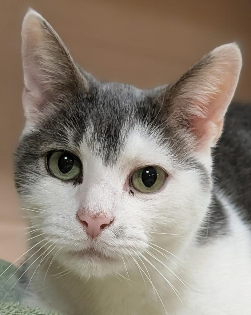 Enlarge Fili, a Adoptable mixed breed in Olean, NY image 1/1