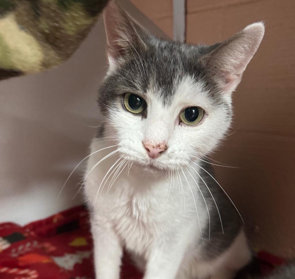 Fili, a Adoptable mixed breed in Olean, NY image 3/3
