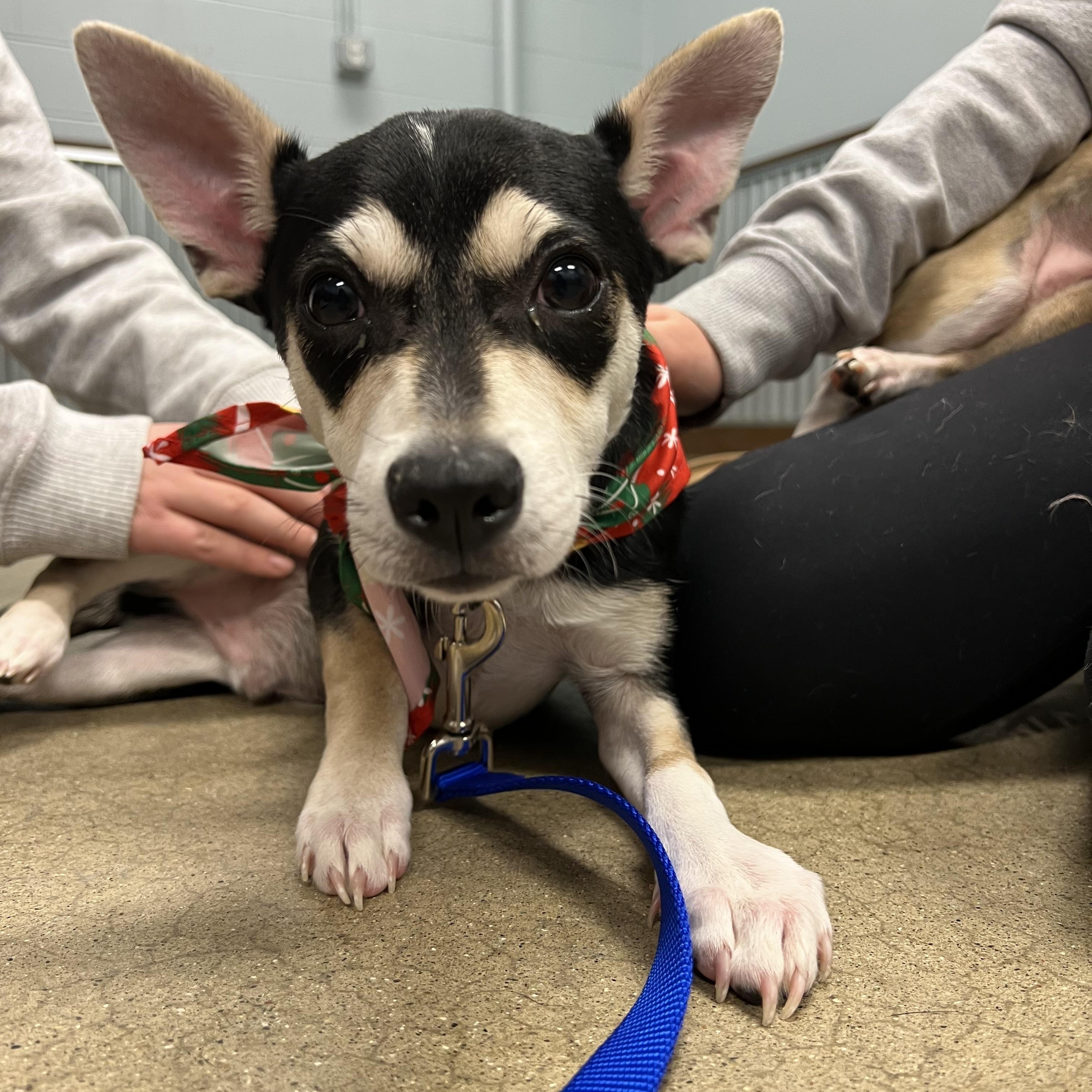 Mr. Tootle, an adopted mixed breed in Armada, MI image 3/3