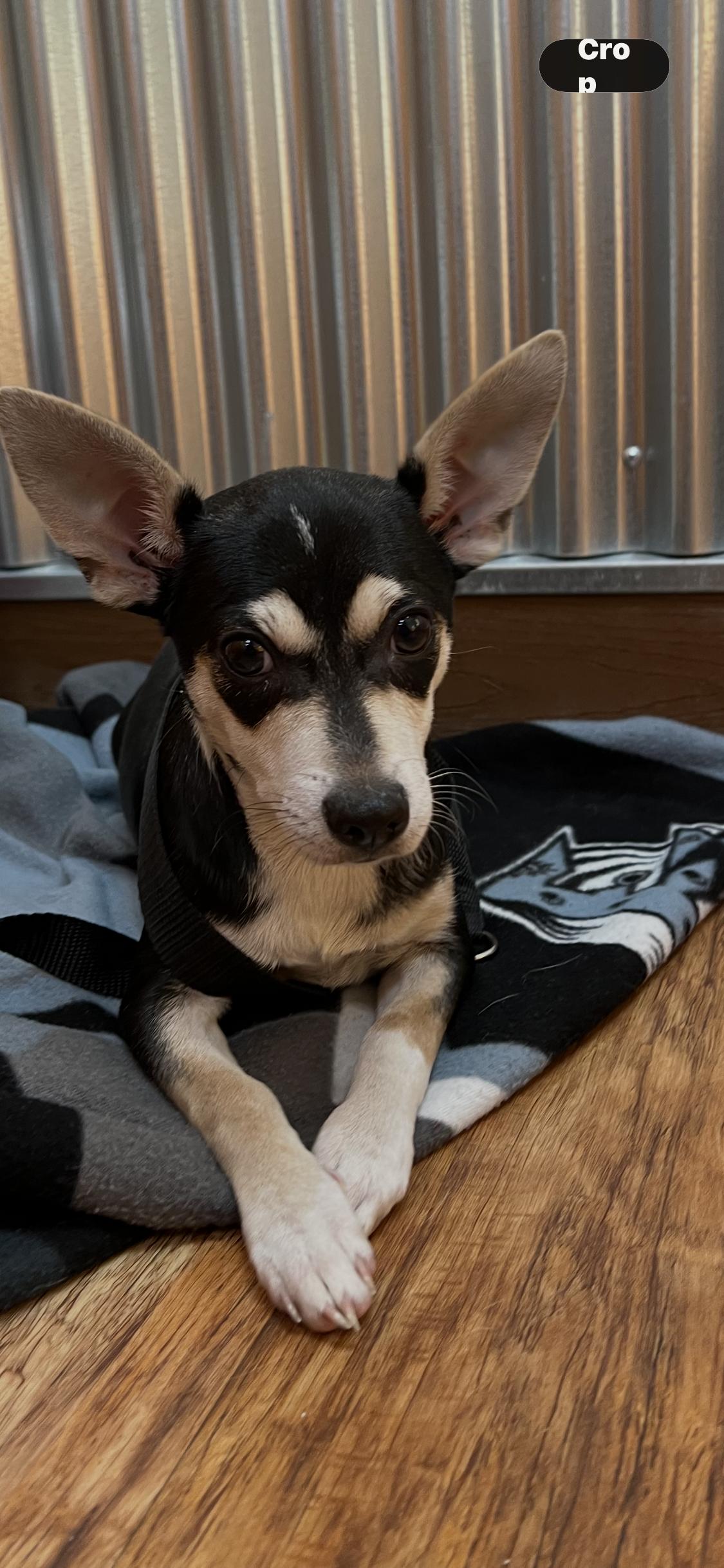 Enlarge Mr. Tootle, a ADOPTABLE mixed breed in Armada, MI image 1/2