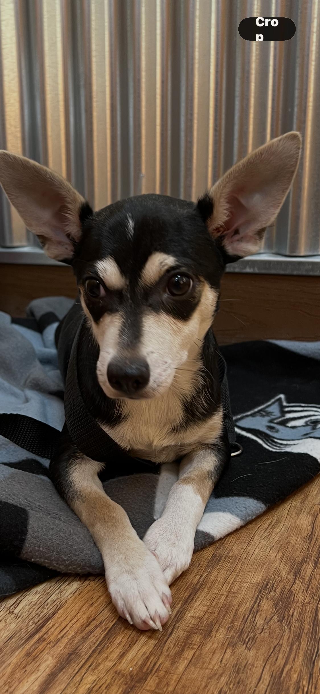 Enlarge Mr. Tootle, a ADOPTABLE mixed breed in Armada, MI image 2/2