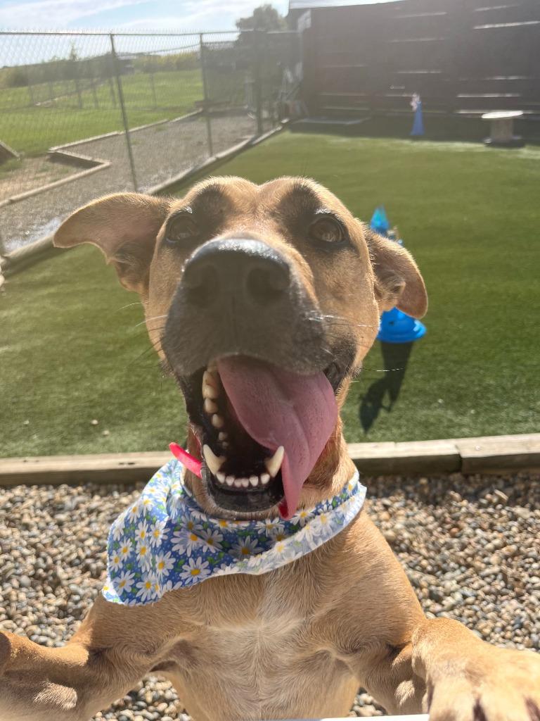 Hazel (Nickname Zel), Adoptable, Adult Female Mixed Breed & German Shepherd Dog.