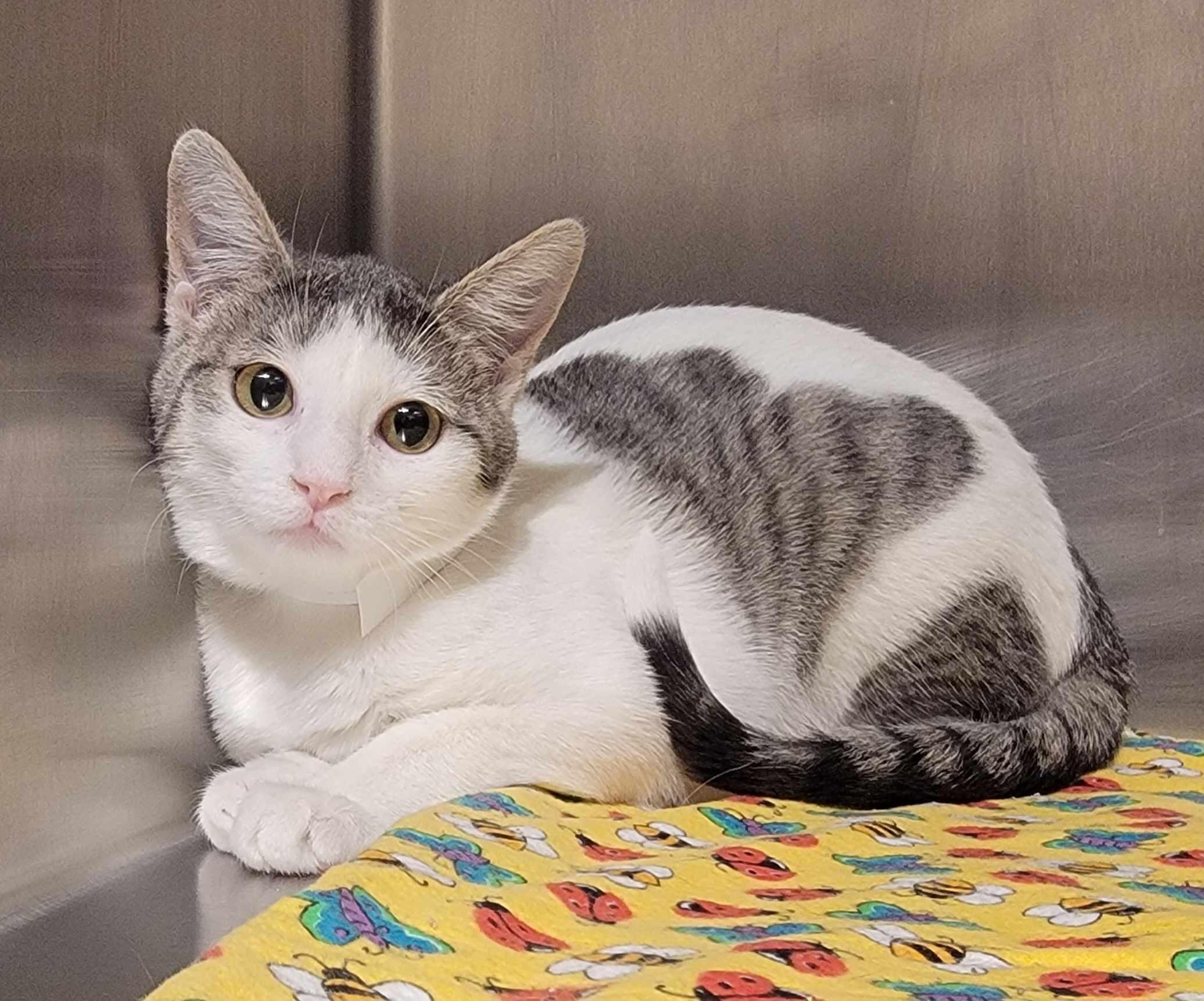 Ticonderoga, adopted, Kitten Female American Shorthair.