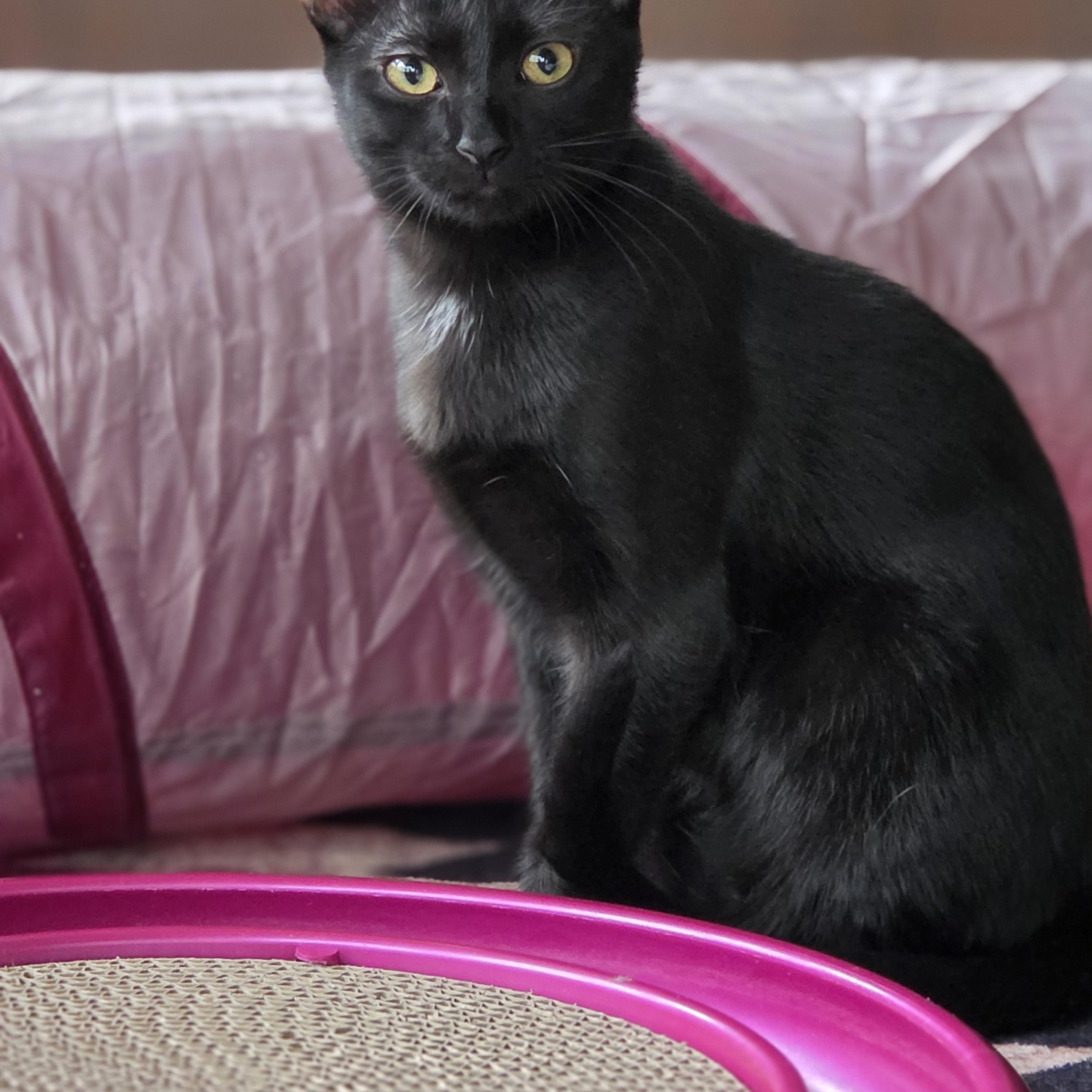 Enlarge Olive, a Adoptable Domestic Short Hair in Medford, WI image 1/1