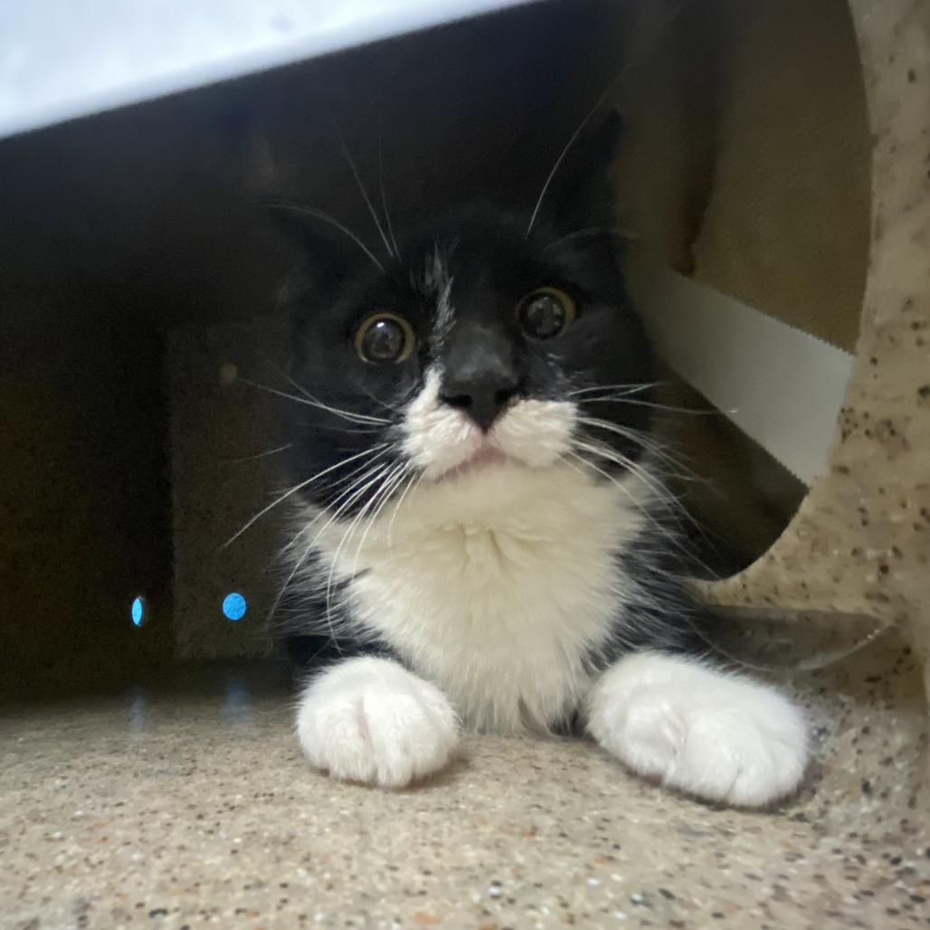 Enlarge Dakota, a Adoptable Domestic Short Hair in Cheyenne, WY image 1/2