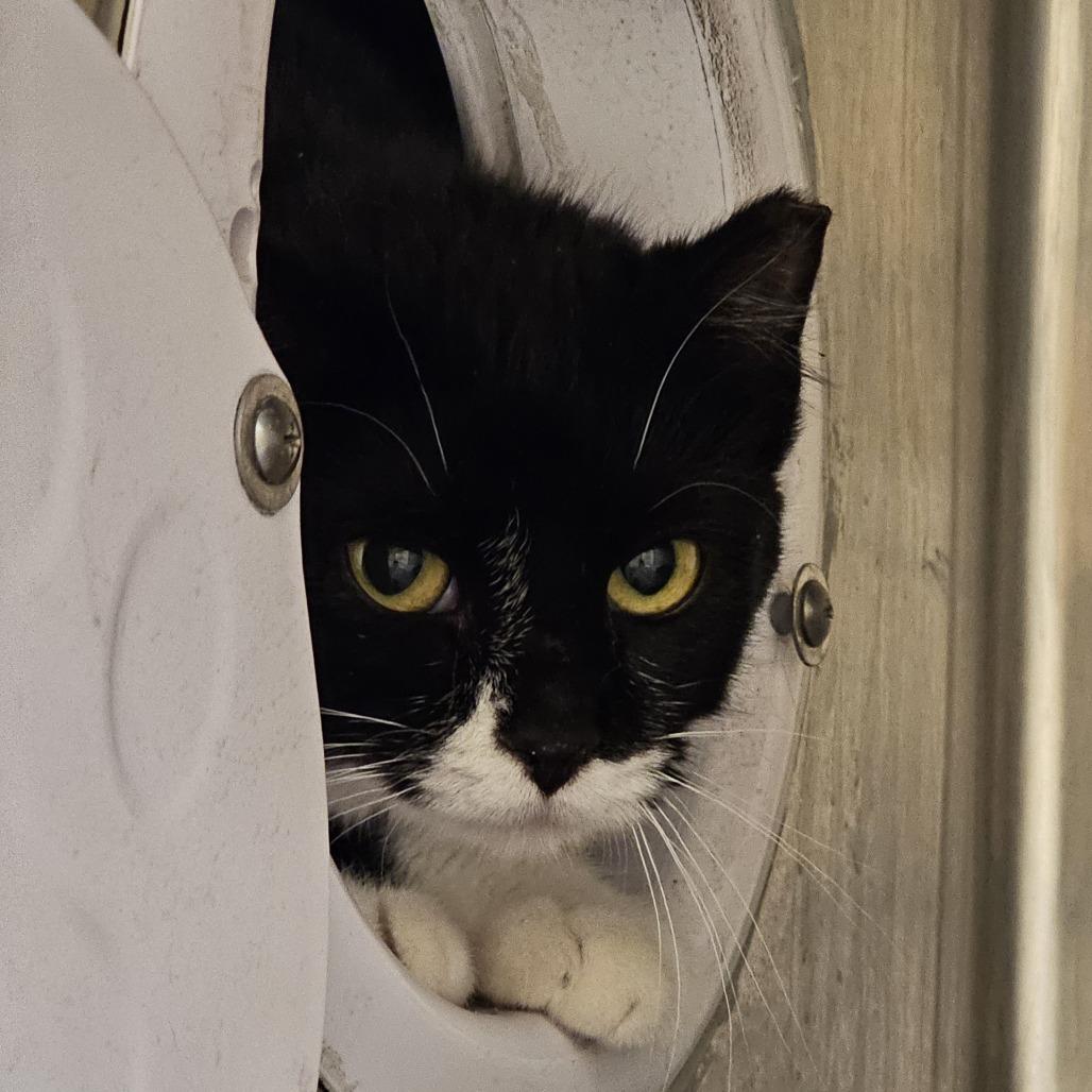 Enlarge Dakota, a Adoptable Domestic Short Hair in Cheyenne, WY image 2/2