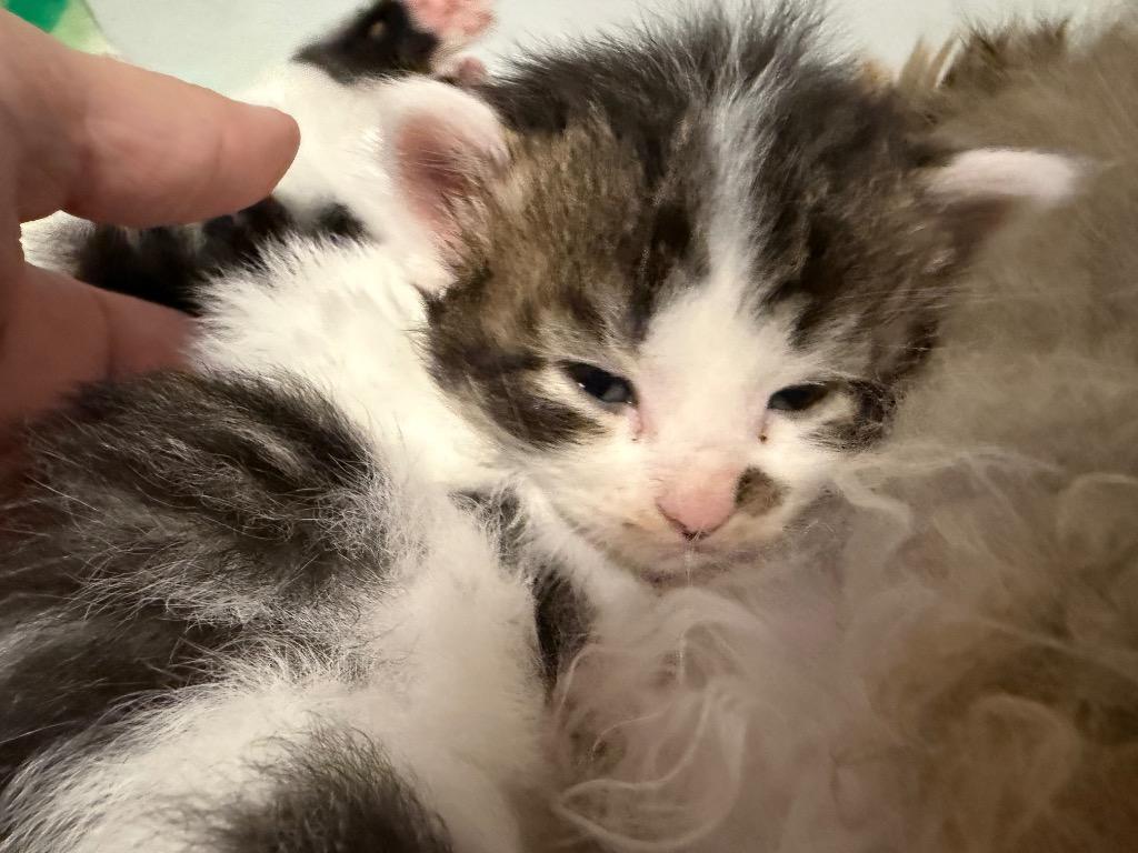 Pua, Adoptable, Kitten Female Domestic Short Hair.