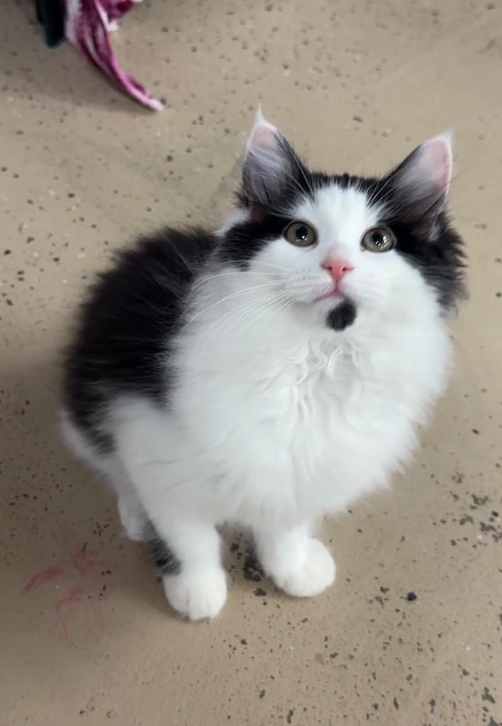 Enlarge Pua, a Adoptable mixed breed in Waverly, NY image 4/6