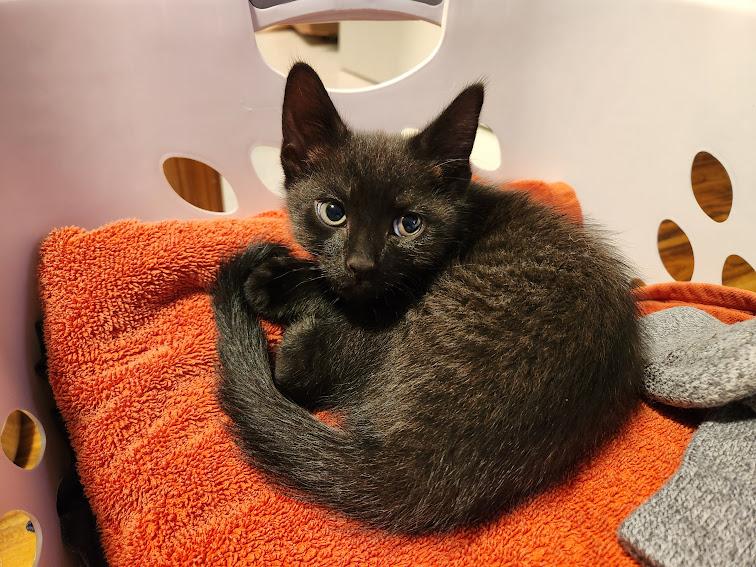 Enlarge Midnight, an adopted Domestic Short Hair in Hillsboro, OR image 3/4