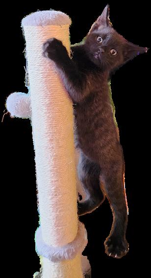 Enlarge Midnight, an adopted Domestic Short Hair in Hillsboro, OR image 2/4