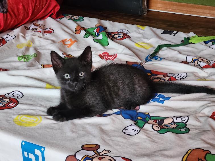 Enlarge Midnight, an adopted Domestic Short Hair in Hillsboro, OR image 4/4