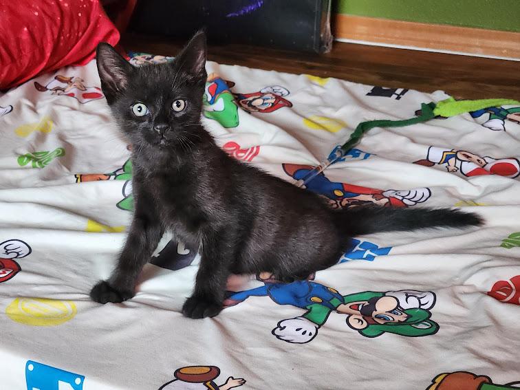 Enlarge Midnight, an adopted Domestic Short Hair in Hillsboro, OR image 1/4