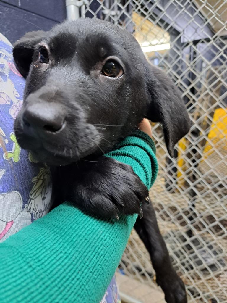 Enlarge Onyx, a Adoptable Labrador Retriever in Murray, KY image 1/3