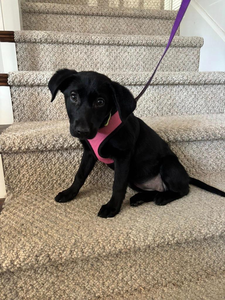 Enlarge Onyx, a Adopted Labrador Retriever in Murray, KY image 2/6