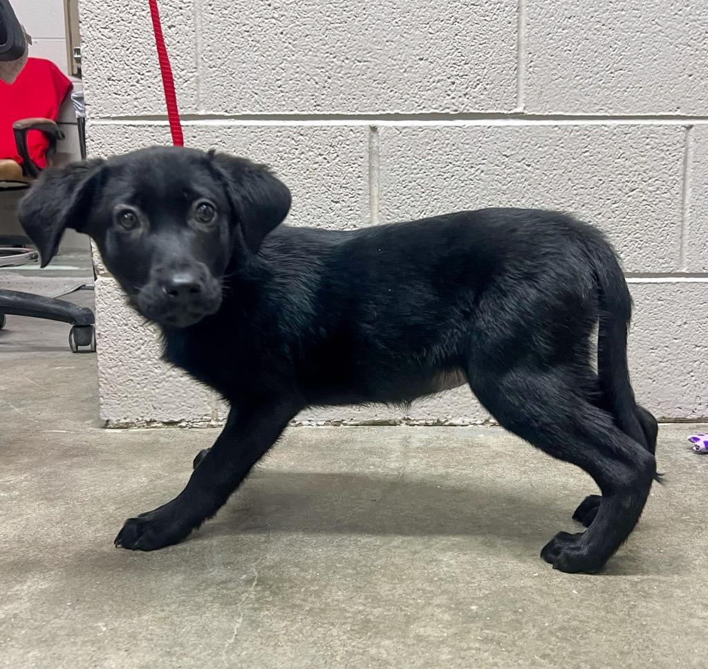 Enlarge Onyx, a Adoptable Labrador Retriever in Murray, KY image 2/3
