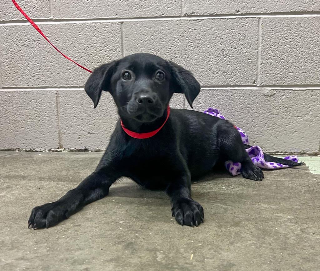Enlarge Onyx, a Adoptable Labrador Retriever in Murray, KY image 3/3