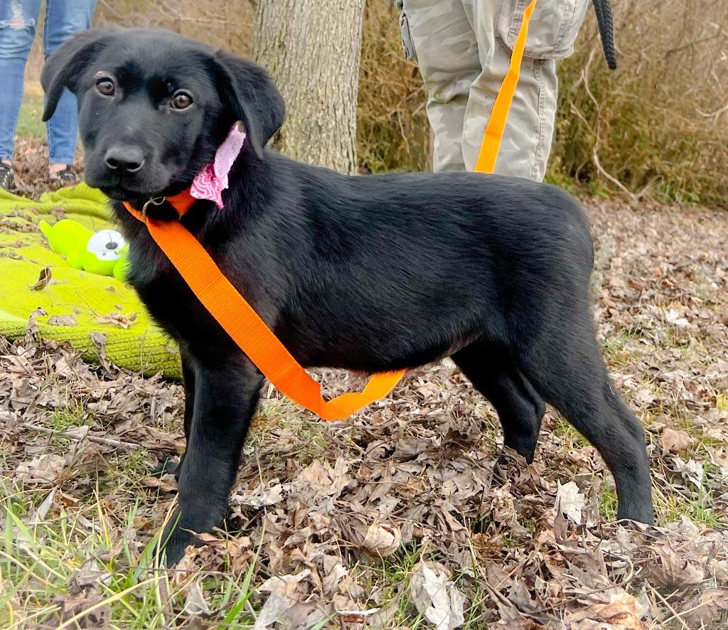 Enlarge Onyx, a Adopted Labrador Retriever in Murray, KY image 3/6