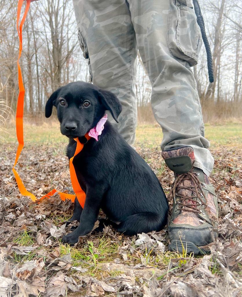 Enlarge Onyx, a Adopted Labrador Retriever in Murray, KY image 5/6