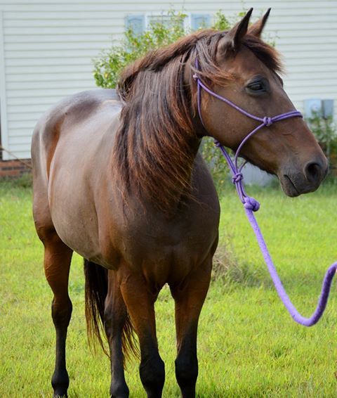Maggie, a Adoptable Tennessee Walker in Seneca, SC image 1/6