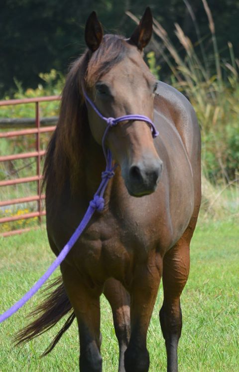 Maggie, a Adoptable Tennessee Walker in Seneca, SC image 2/6