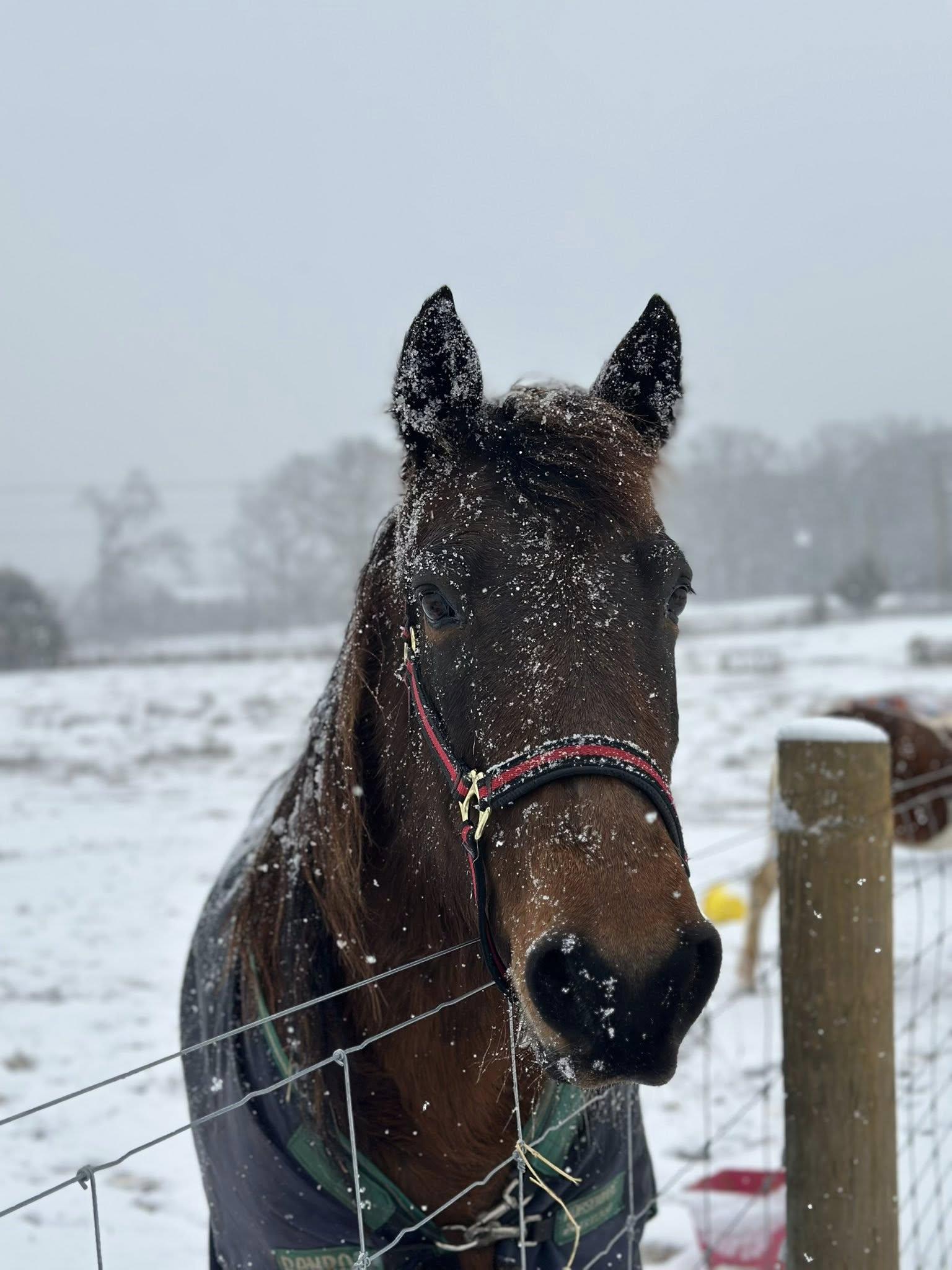 Maggie, Adoptable, Adult Female Tennessee Walker.