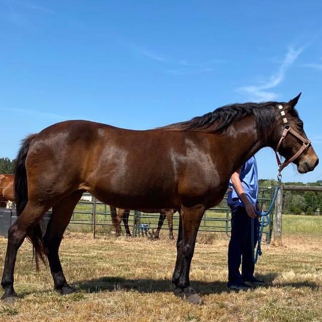 Maggie, a Adoptable Tennessee Walker in Seneca, SC image 3/6