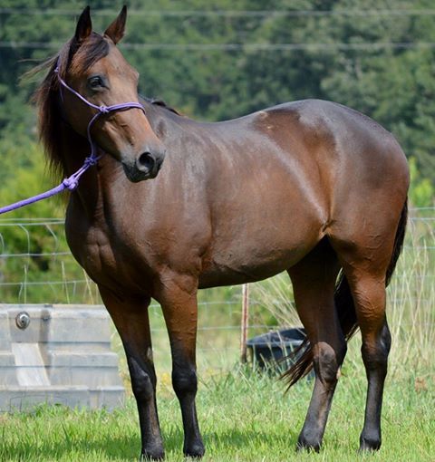 Maggie, a Adoptable Tennessee Walker in Seneca, SC image 4/6