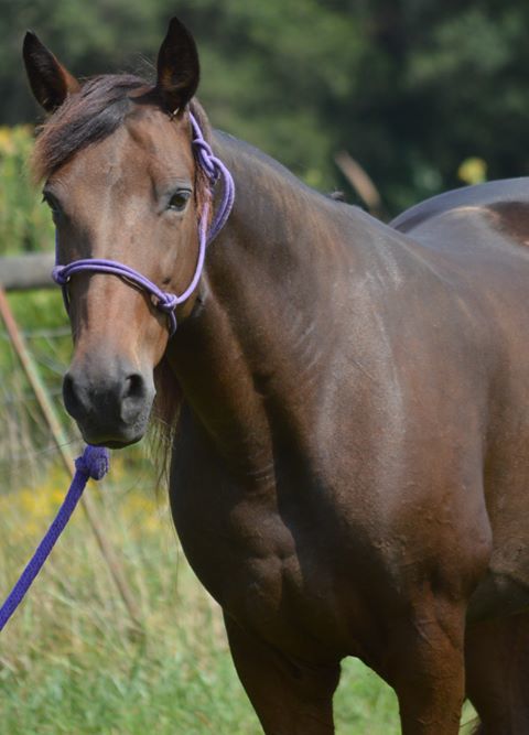 Maggie, a Adoptable Tennessee Walker in Seneca, SC image 5/6