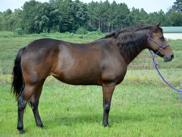 Maggie, a Adoptable Tennessee Walker in Seneca, SC image 6/6