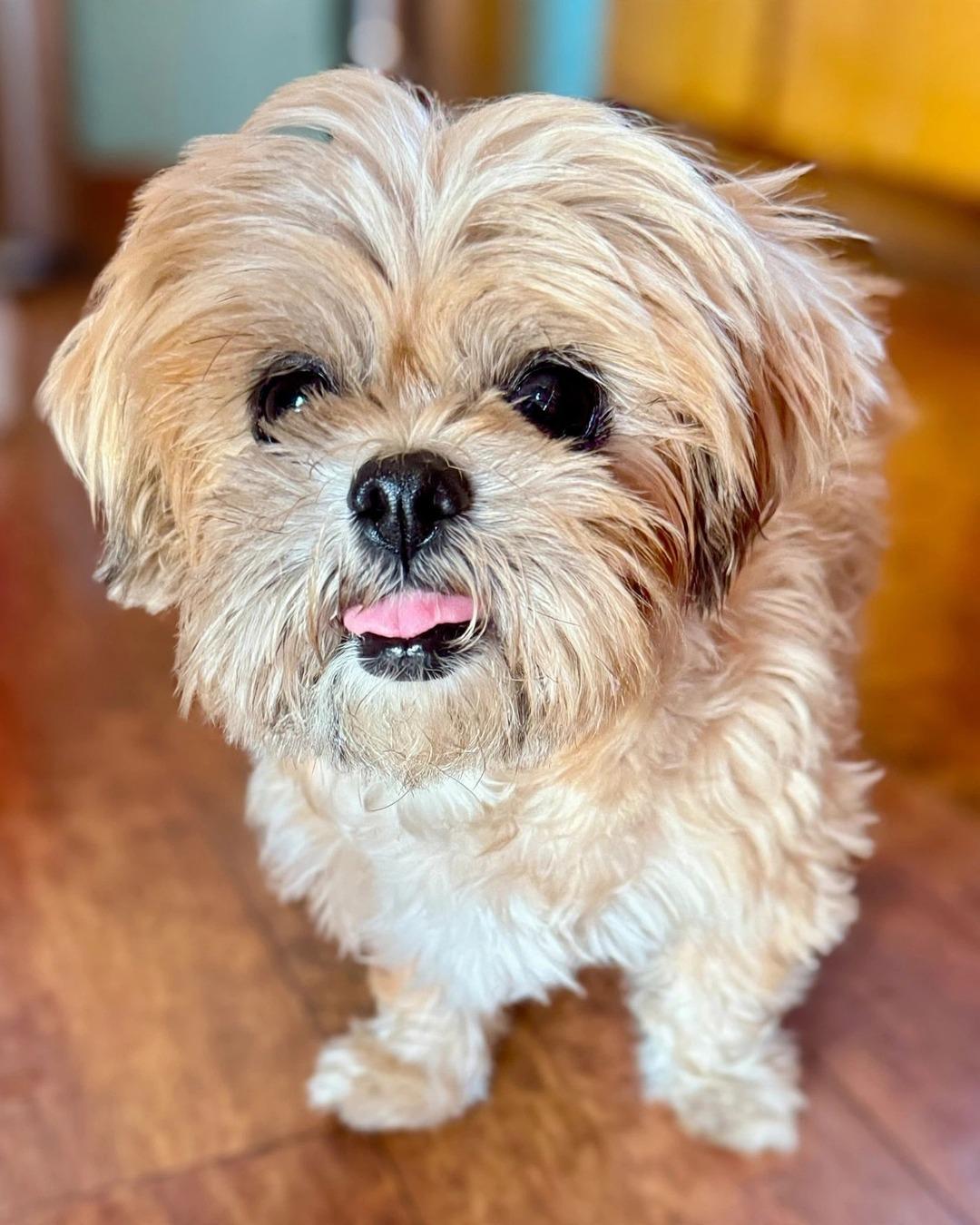 Enlarge Goldie, a Adoptable Shih Tzu in Redondo Beach, CA image 3/5