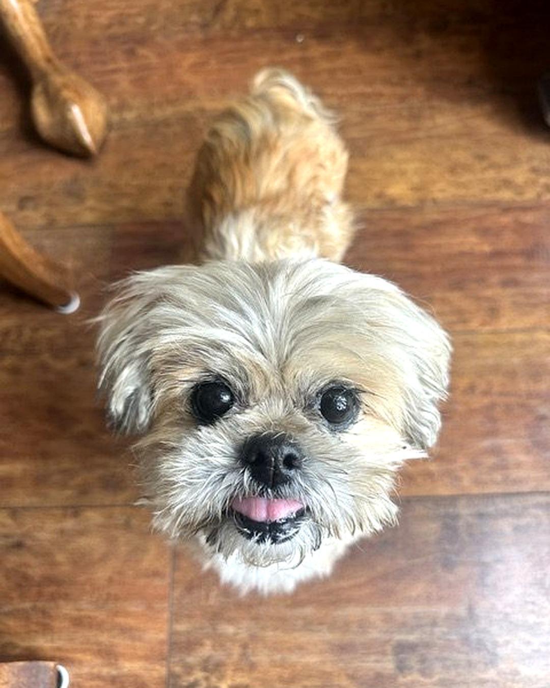 Enlarge Goldie, a Adoptable Shih Tzu in Redondo Beach, CA image 2/5