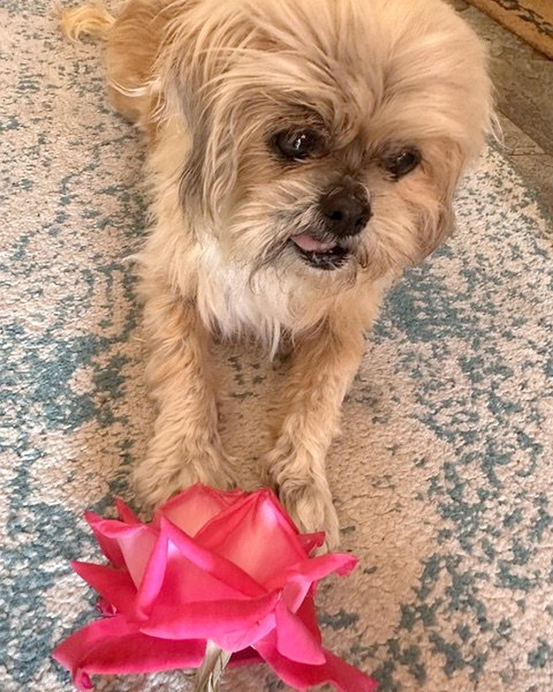 Enlarge Goldie, a Adoptable Shih Tzu in Redondo Beach, CA image 4/5