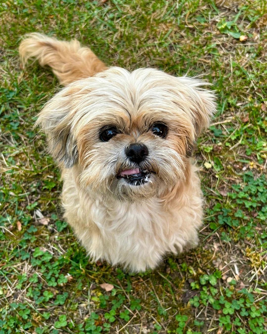 Goldie, Adoptable, Senior Female Shih Tzu.