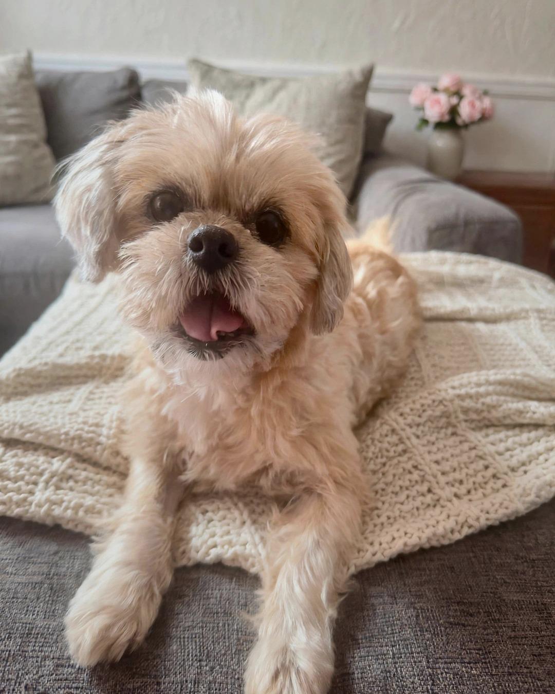 Enlarge Goldie, a Adoptable Shih Tzu in Redondo Beach, CA image 5/5