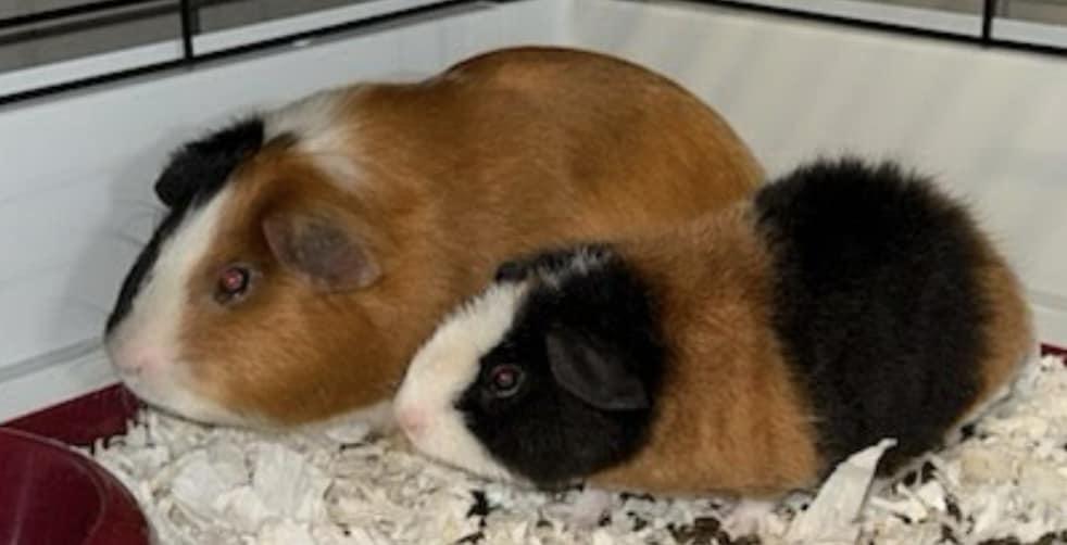 George and Teddy, a Adoptable Guinea Pig in Amherst, NY image 1/3