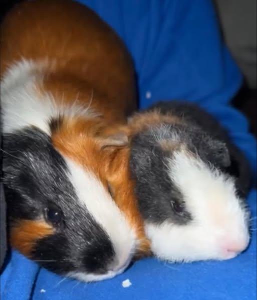 George and Teddy, a Adoptable Guinea Pig in Amherst, NY image 2/3