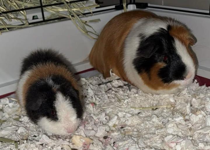 George and Teddy, a Adoptable Guinea Pig in Amherst, NY image 3/3