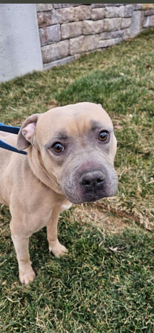 Wyntr, Adoptable, Young Female Pit Bull Terrier.