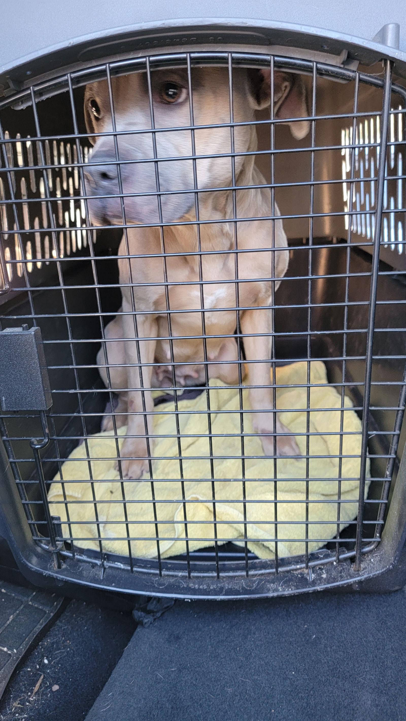 Wyntr, Adoptable, Young Female Pit Bull Terrier.