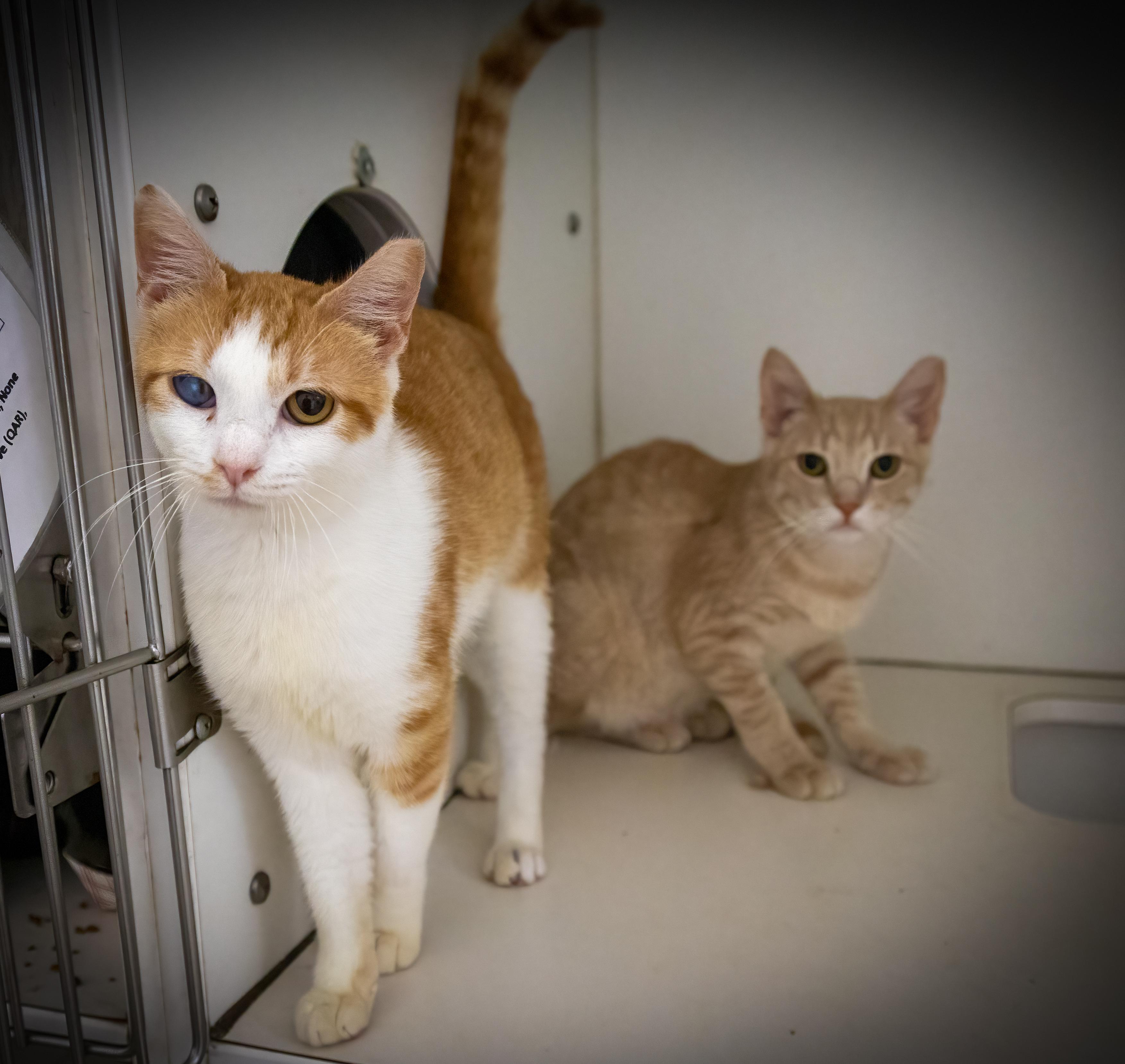 Golf &amp; Bravo (FCID# 04/15/25-506,515 Brandywine), Young Male Tabby
