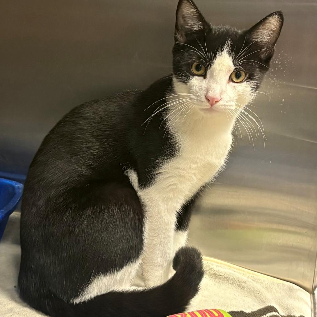 Boomer, Adoptable, Kitten Male Domestic Short Hair.