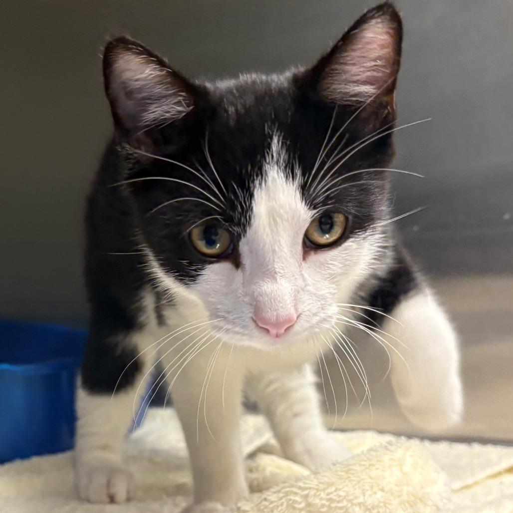 Enlarge Boomer, a Adoptable Domestic Short Hair in East Hanover, NJ image 2/3